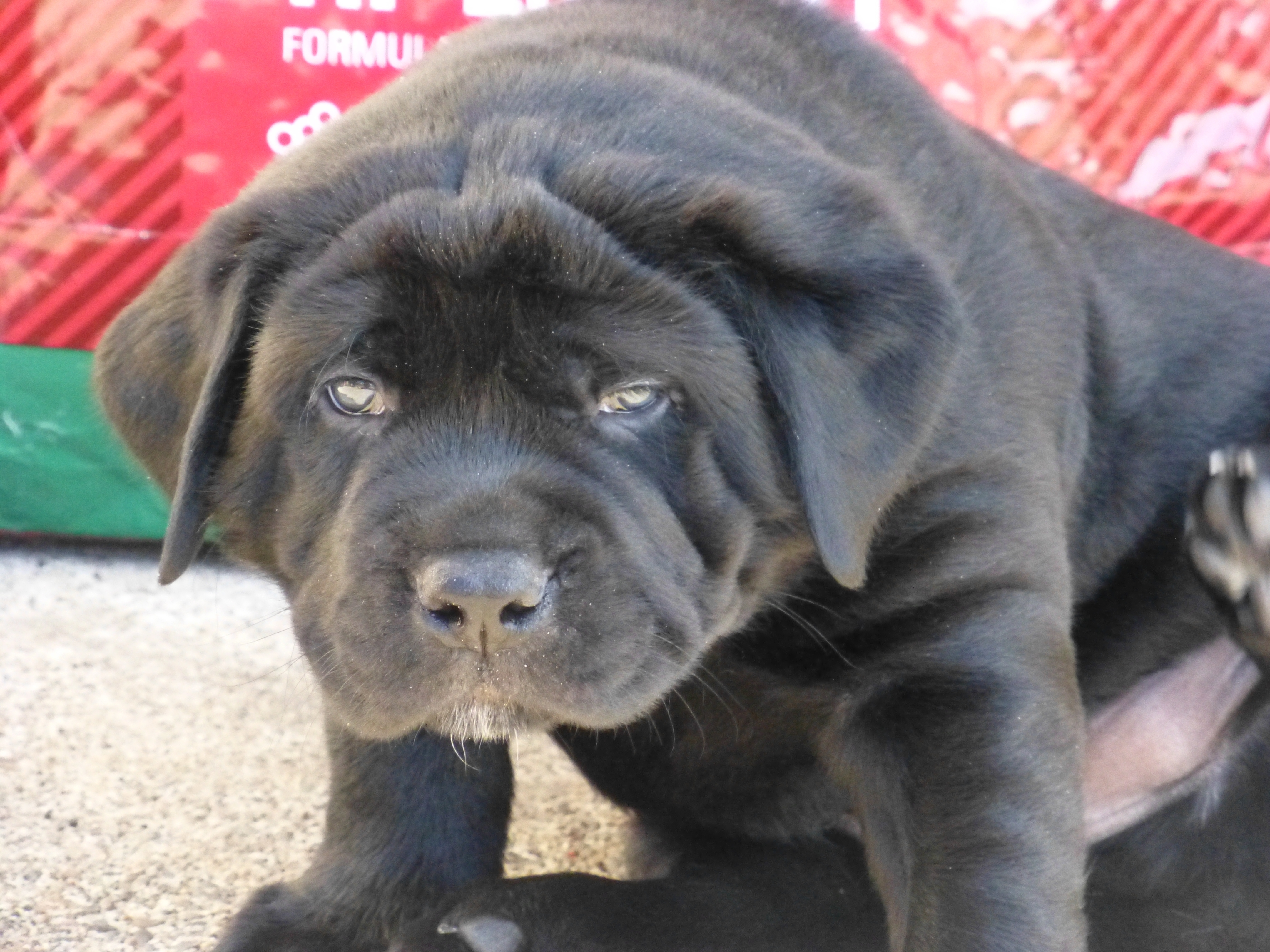 mastiff and black lab mix