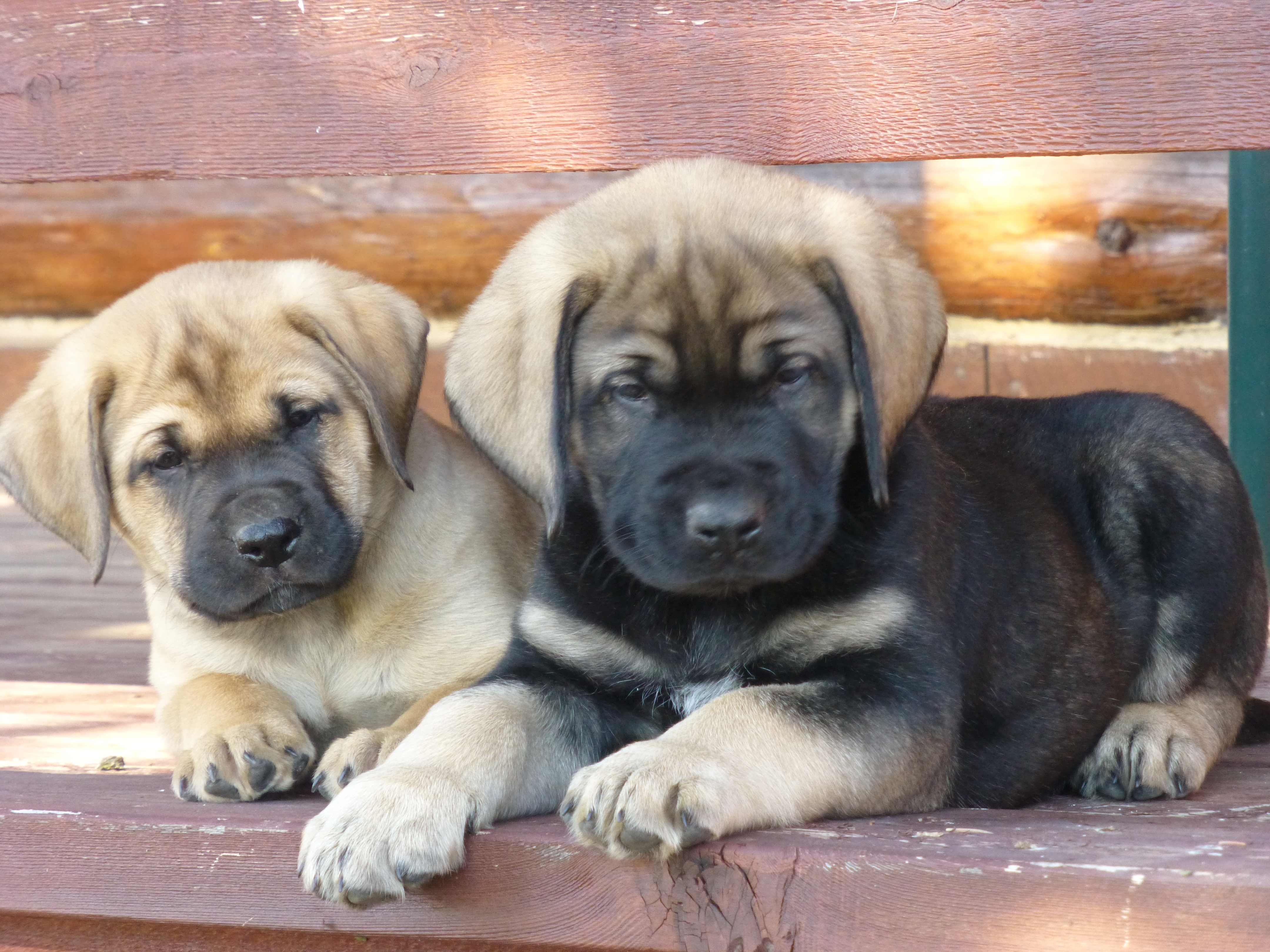 lab and mastiff mix puppies