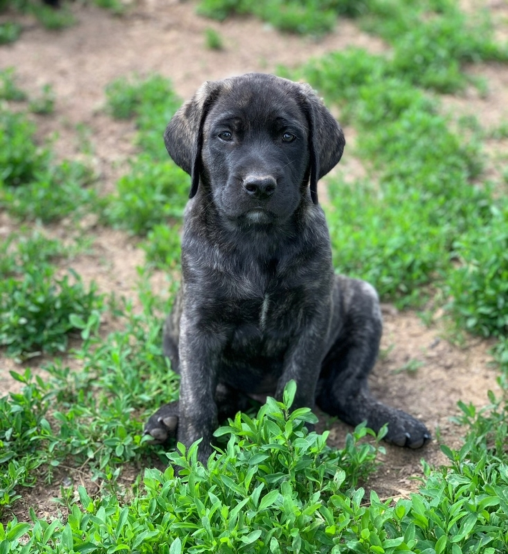 Biebers Mastadors Puppies Available biebers-mastadors-puppies-available